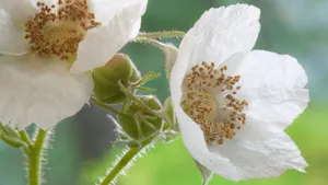烂漫花色风景_19