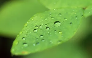 绿叶嫩芽上的水珠图片