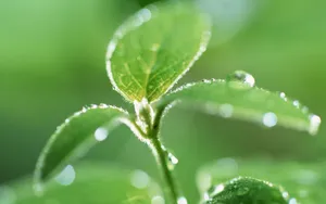 绿叶嫩芽上的水珠图片_2