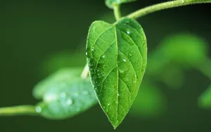 绿叶嫩芽上的水珠图片_3