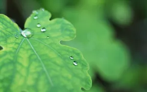 绿叶嫩芽上的水珠图片_4
