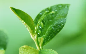 绿叶嫩芽上的水珠图片_5