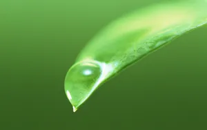 绿叶嫩芽上的水珠图片_6