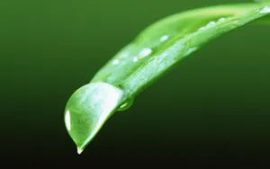 绿叶嫩芽上的水珠图片_7
