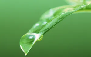 绿叶嫩芽上的水珠图片_8