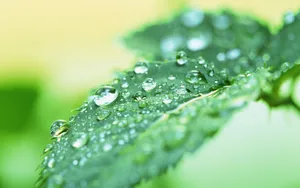 绿叶嫩芽上的水珠图片_9