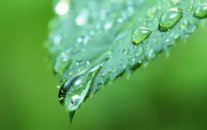绿叶嫩芽上的水珠图片_10