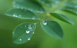 绿叶嫩芽上的水珠图片_12