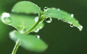 绿叶嫩芽上的水珠图片_13