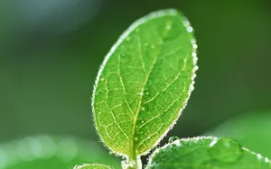 绿叶嫩芽上的水珠图片_14