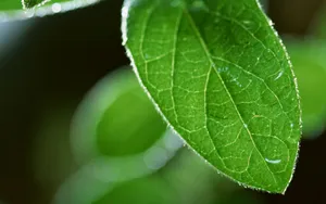 绿叶嫩芽上的水珠图片_15