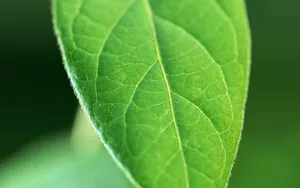 绿叶嫩芽上的水珠图片_16