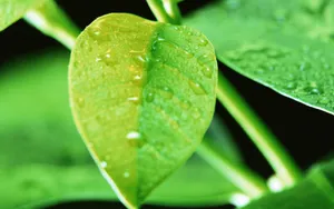 绿叶嫩芽上的水珠图片_17