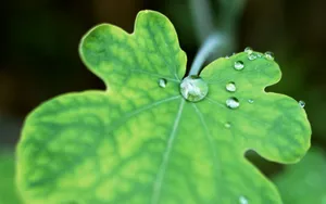 绿叶嫩芽上的水珠图片_18