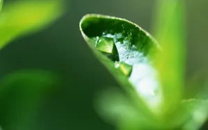绿叶嫩芽上的水珠图片_19