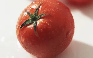 诱人的西红柿_6