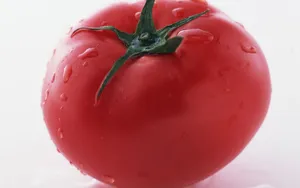 诱人的西红柿_7