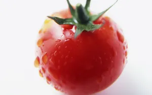 诱人的西红柿_12