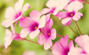 高清花草桌面壁纸