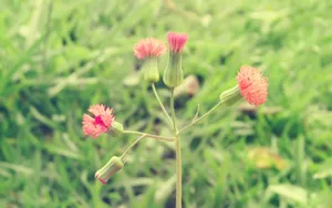 高清花草桌面壁纸