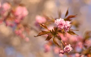 高清花草桌面壁纸_4
