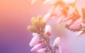 高清花草桌面壁纸_6