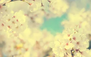 高清花草桌面壁纸_7