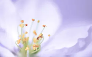 高清花草桌面壁纸_8
