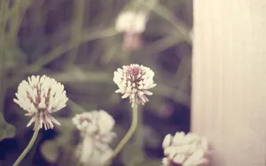高清花草桌面壁纸_9