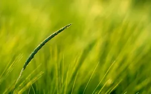 高清花草桌面壁纸_10