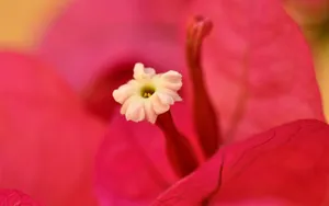 高清花草桌面壁纸_11