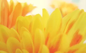 高清花草桌面壁纸_12
