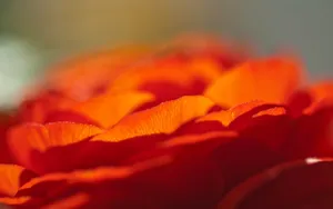 高清花草桌面壁纸_14