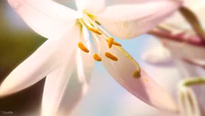 高清花草桌面壁纸_16