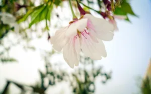 高清花草桌面壁纸_18