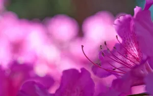 高清花草桌面壁纸_19