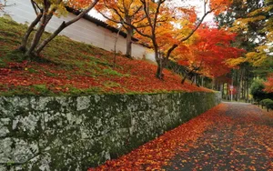 枫叶红叶满地风景