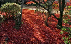 枫叶红叶满地风景