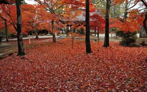 枫叶红叶满地风景_2