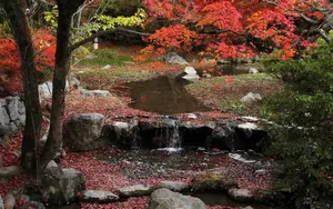 枫叶红叶满地风景_3