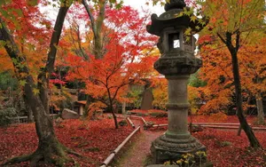 枫叶红叶满地风景_8
