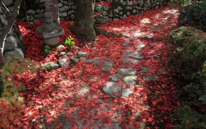 枫叶红叶满地风景_9