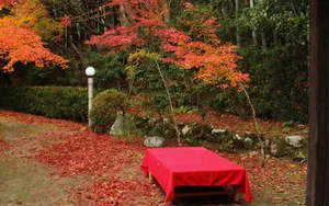 枫叶红叶满地风景_10