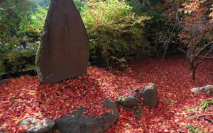 枫叶红叶满地风景_11