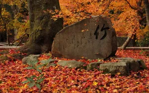 枫叶红叶满地风景_12