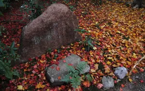 枫叶红叶满地风景_13
