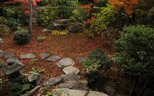 枫叶红叶满地风景_14