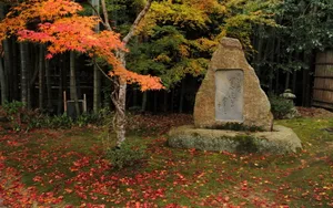 枫叶红叶满地风景_17