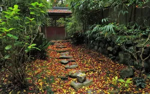 枫叶红叶满地风景_18