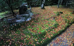 枫叶红叶满地风景_19